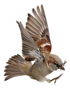 Sparrow PNG-20111